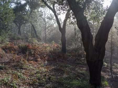 Fog in the forest landscape of Monte do Barranquinho, SÃ£o LuÃ­s, Portugalのeditorial素材