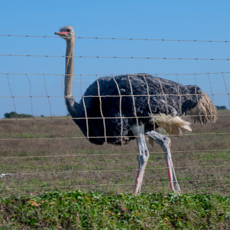 View of an ostrich behind a fence, outside of the town of Porto Covo, Setubal, Portugalのeditorial素材