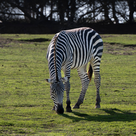 Zebra grazing in a field, Alentejo Litoral, SetÃºbal District, SÃ£o TeotÃ³nio, Beja, Algarve, Portugalのeditorial素材