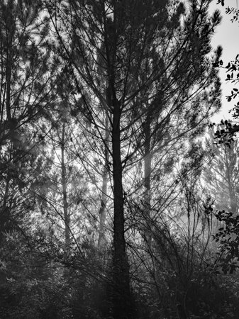Fog in the forest landscape of Monte do Barranquinho, SÃ£o LuÃ­s, Portugalのeditorial素材