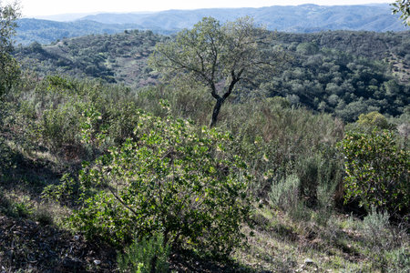 Hilly landscape terrain in Ameixial, Faro, Portugalのeditorial素材