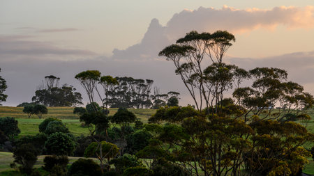 Trees on a hill, Carrington Estate, Karikari Peninsula, Kaitaia, Far North District, North Island, New Zealandのeditorial素材
