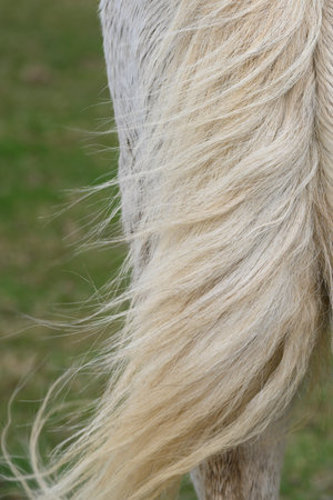 Close-up of the tail of an Icelandic horse, Grindavik, Southern Peninsula Region, Icelandのeditorial素材