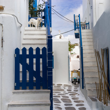 White dog standing at the top of a staircase in Mykonos Town, Mykonos Island, Greeceのeditorial素材