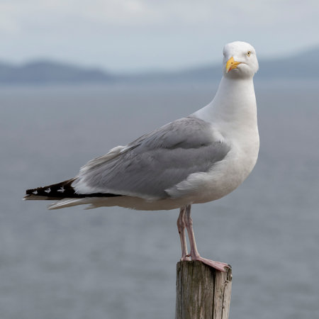 Seagull perched on wooden post on the coast, Ballyferriter, County Kerry, Irelandのeditorial素材