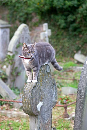 Weston-super-Mare, UK - January 08, 2012: A cat perches on a gravestone in Milton Road Cemeteryのeditorial素材