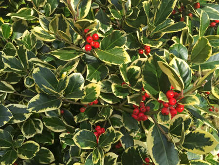 Berries on a holly bush with variegated green and yellow leavesの写真素材