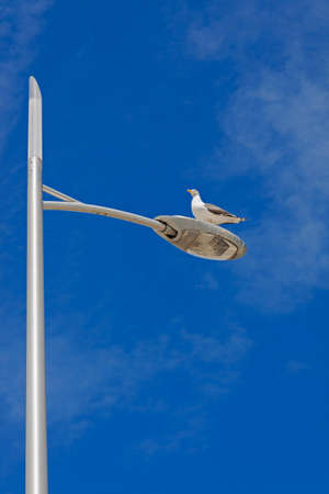 A herring gull (Larus argentatus) standing on top of a street lampの写真素材