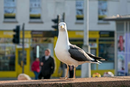 A herring gull (Larus argentatus) watches a photographer on a street in Bristol, UKの写真素材
