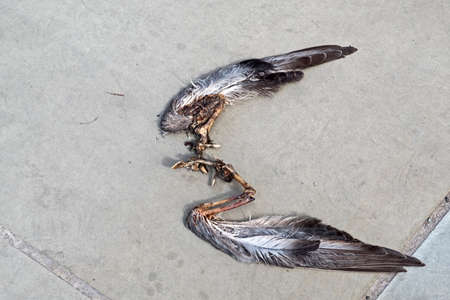 The wings of a bird discarded by a predator on a pavement in Bristol, UK