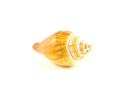 closeup of a side view of a single light brown whelk shell on a white background