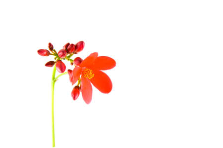 single unknown plant specimen on a light green stalk with a single small red flower and several red buds on a white backgroundの写真素材