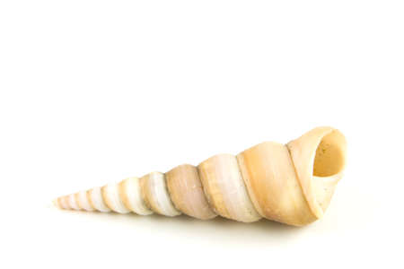 closeup of the side view of a single turritella seashell on a white backgroundの写真素材