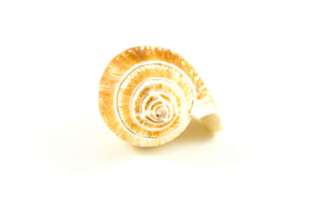 closeup of the spiral of a single light brown whelk shell on a white backgroundの写真素材