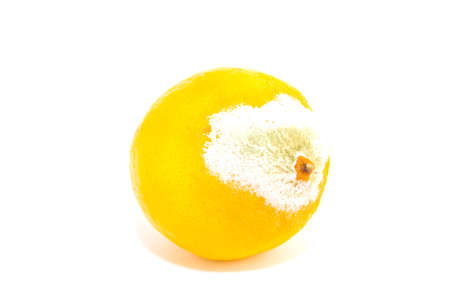 Rotten yellow single lemon on a white backgroundの写真素材