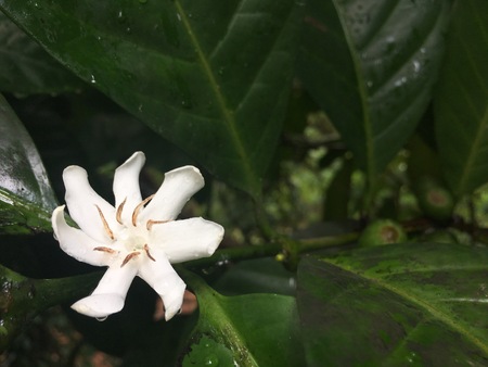 Liberian coffee tree with flower and leaf from Angola Africaの写真素材