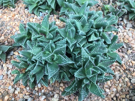 Tiger jaws Faucaria tigrina plant from south africaの写真素材