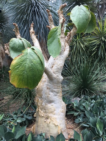 Tree grape plant Cyphostemma currorii from Namibia