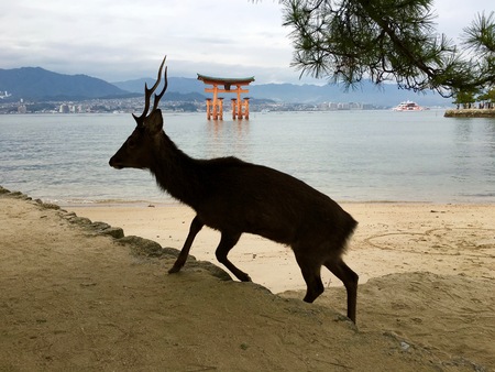 Wild deer in front of The Great Torii of Miyajima island in Hiroshima Japanの写真素材