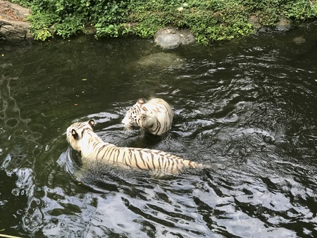 Pair of white bleached tigers swimming in a river