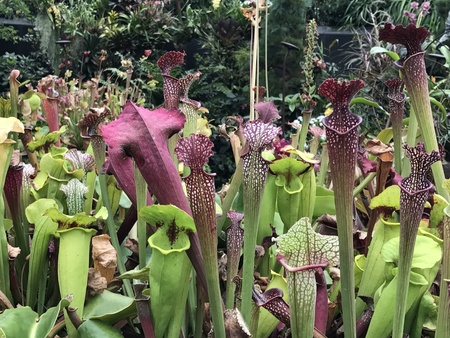Numerous Carnivorous plant - Sarracenia or pitcher plant
