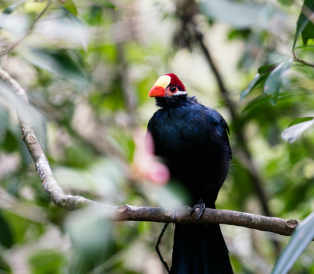 Large violet turaco or violaceous plantain eater african bird perched in a treeの写真素材