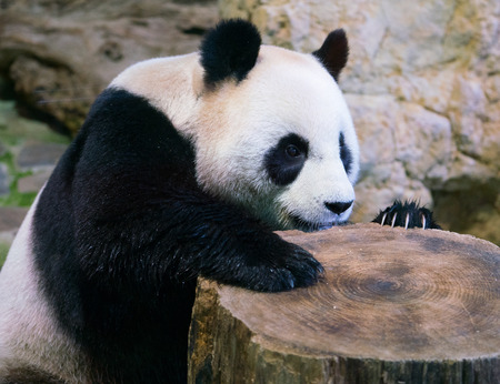 panda bear close-up with paw on a tree stump and visible clawsの写真素材