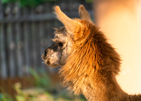 Close-up of the head of a cute brown Suri Alpaca Vicugna pacos with woolの写真素材