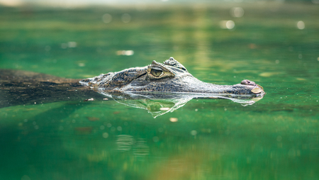 Spectacled caiman or Caiman crocodilus swimming in beautiful waterの写真素材