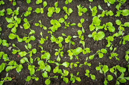 Young lettuce sprout crop background in middle of soil