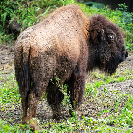 American bison or American buffalo close-up standing with natural background