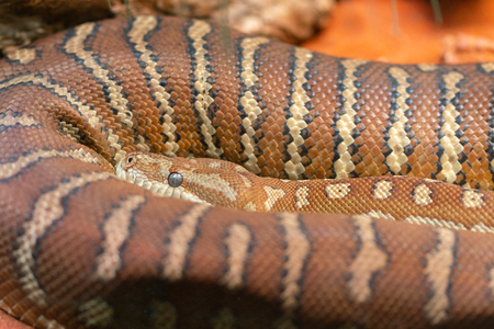Close-up view of a Centralian carpet python or Morelia bredli in Australia