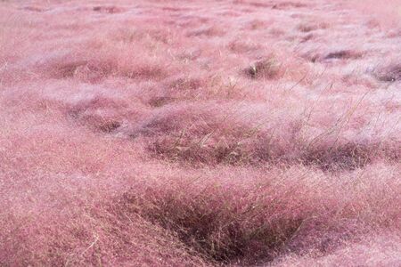 Field of Pink Muhly grass flowers or Muhlenbergia Capillaris in full bloomの写真素材