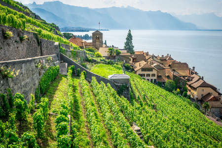 Scenic panorama of Lavaux with the Saint-Saphorin village green terraced vineyards and Geneva lake surrounded by mountains in Lavaux Vaud Switzerlandのeditorial素材