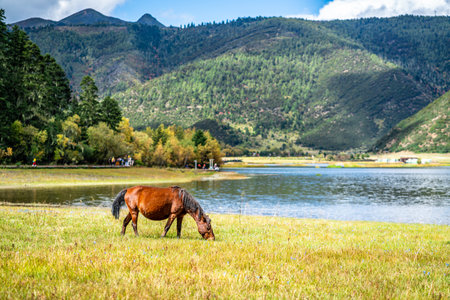 Wild horse graze on the shore of Shudu lake in Potatso national park in Shangri-La Yunnan Chinaの写真素材