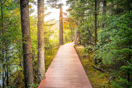 Boardwalk in middle of a forest with autumn colors and dramatic light in Potatso national park in Yunnan Chinaの写真素材