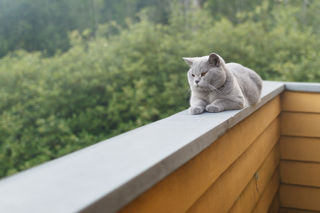 Gray British cat lying outsideの写真素材