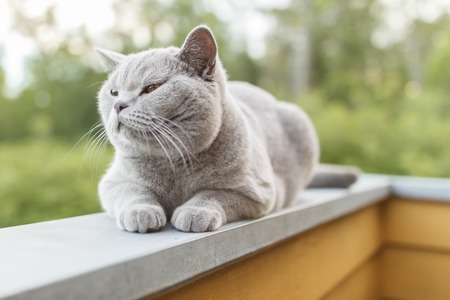 Gray British cat lying outsideの写真素材
