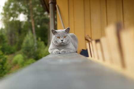 Gray British cat lying outsideの写真素材