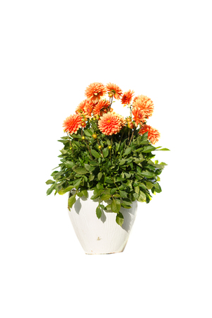 Isolated orange flower in white pot. Green leafs.の写真素材