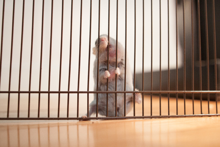 A hamster is in a cage. The hamster looks out of the cageの写真素材