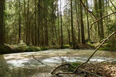 Springtime alder bog forest with standing waterの写真素材