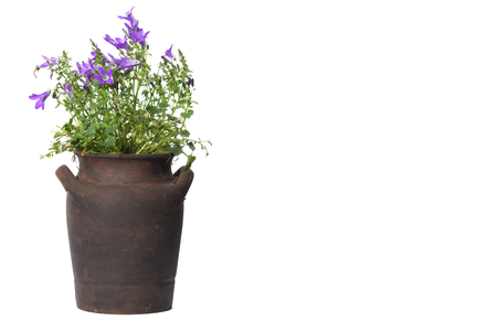 House Plant potted plant isolated on white-の写真素材