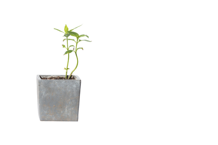 House Plant potted plant isolated on white-の写真素材
