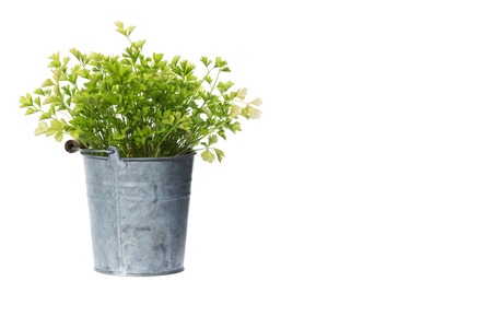 House Plant potted plant isolated on white backgroundの写真素材