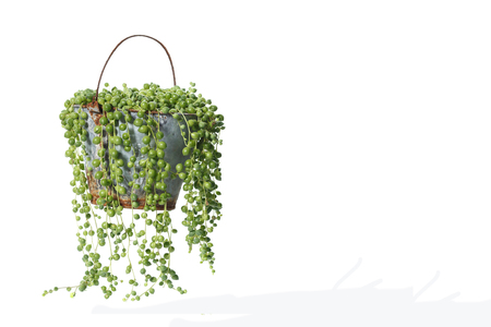 House Plant potted plant isolated on white-の写真素材