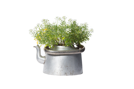 House Plant in kettle, plant isolated on white backgroundの写真素材