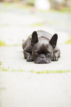 Dog French Bulldogの写真素材