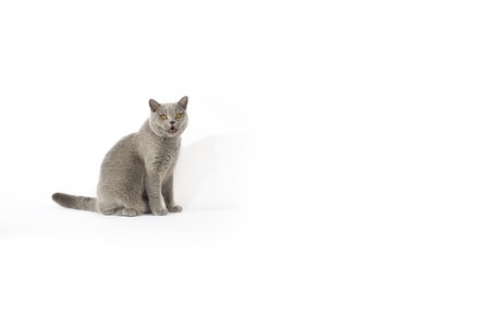Portrait of British Shorthair cat on a white background.の写真素材