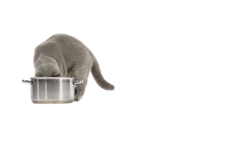 Portrait of British Shorthair cat and Pan on a white background.の写真素材